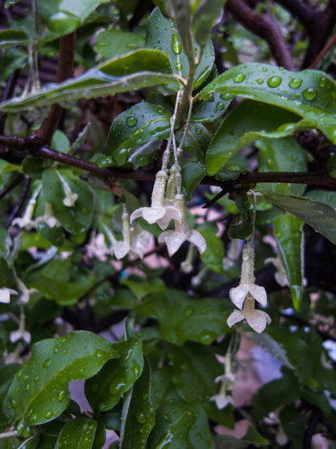 Elaeagnus multiflora (Russian olive) — photo