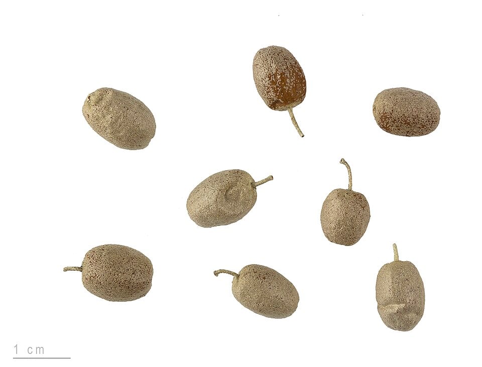 Elaeagnus oxycarpa