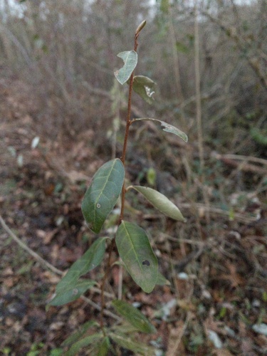 Elaeagnus parvifolia (Autumn Olive) — photo