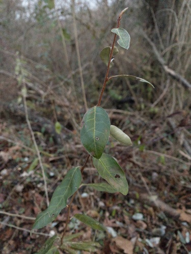 Elaeagnus parvifolia (Autumn Olive) — photo