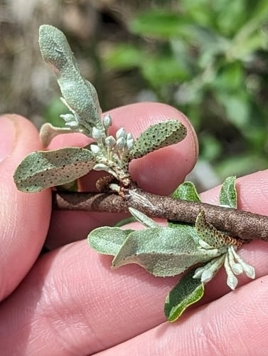 Elaeagnus parvifolia