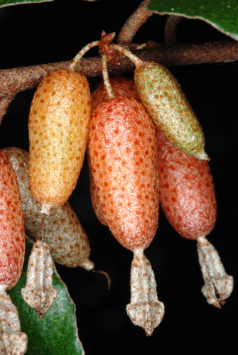 Elaeagnus pungens (Silverthorn) — photo
