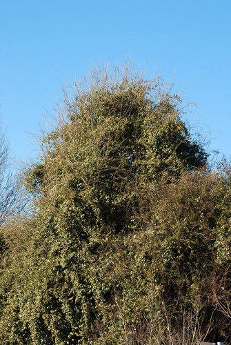 Elaeagnus pungens (Silverthorn) — photo