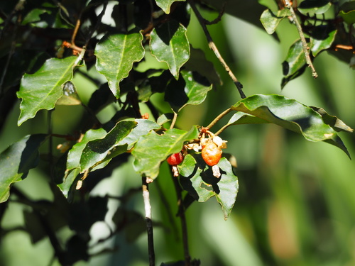 Elaeagnus thunbergii — photo