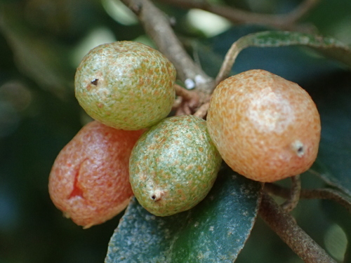 Elaeagnus thunbergii — photo