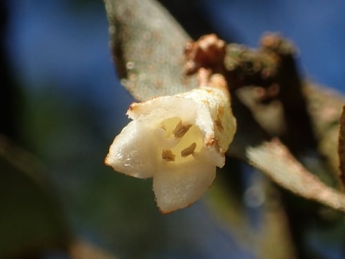 Elaeagnus thunbergii