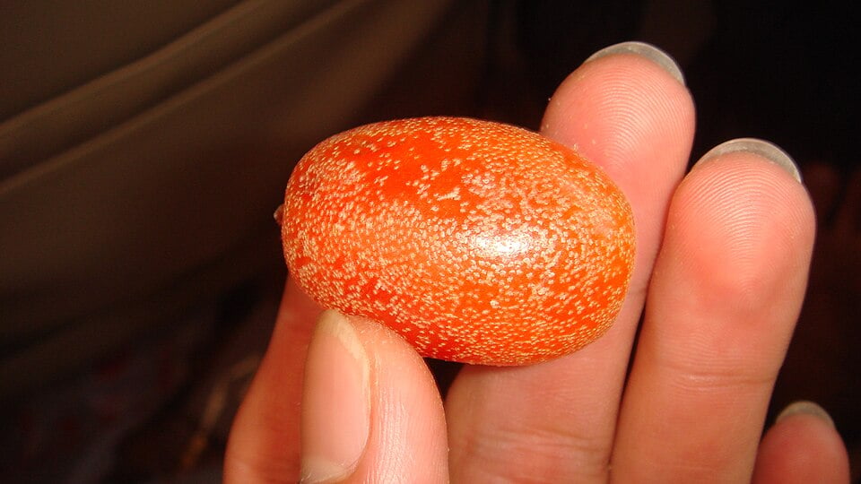Elaeagnus tonkinensis