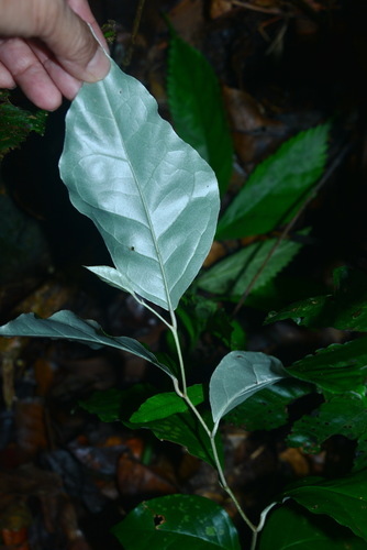 Elaeagnus triflora (Millaa vine) — photo