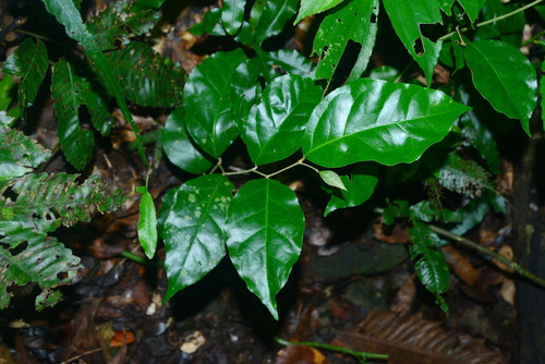 Elaeagnus triflora (Millaa vine) — photo