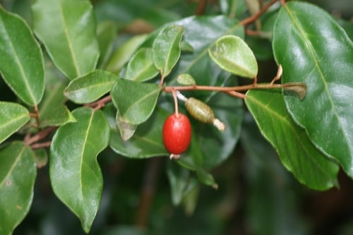 Elaeagnus triflora