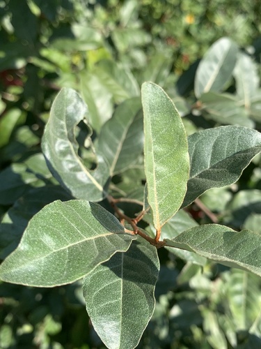 Elaeagnus umbellata (Autumn olive) — photo