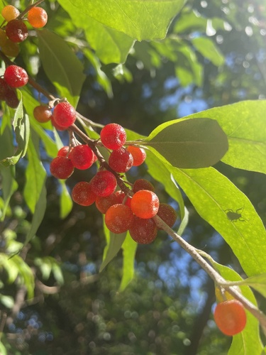 Elaeagnus umbellata (Autumn olive) — photo