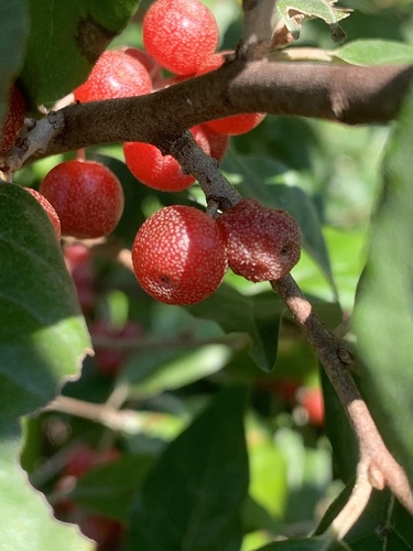 Elaeagnus umbellata