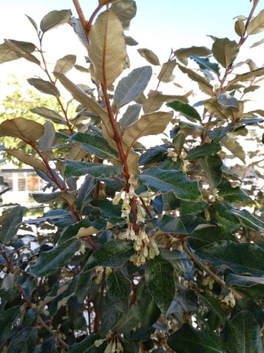 Elaeagnus x ebbingei