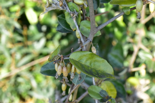 Elaeagnus x maritima — photo
