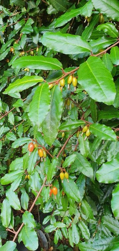 Elaeagnus x reflexa — photo