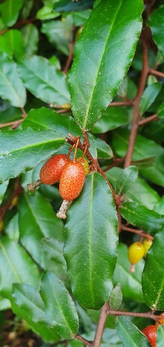 Elaeagnus x reflexa — photo