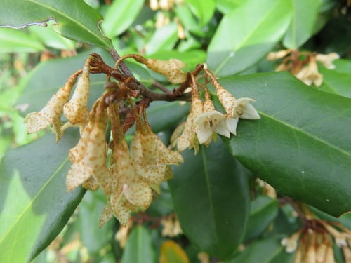 Elaeagnus x reflexa