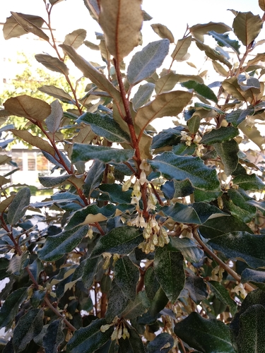 Elaeagnus x submacrophylla (Ebbing's silverberry) — photo