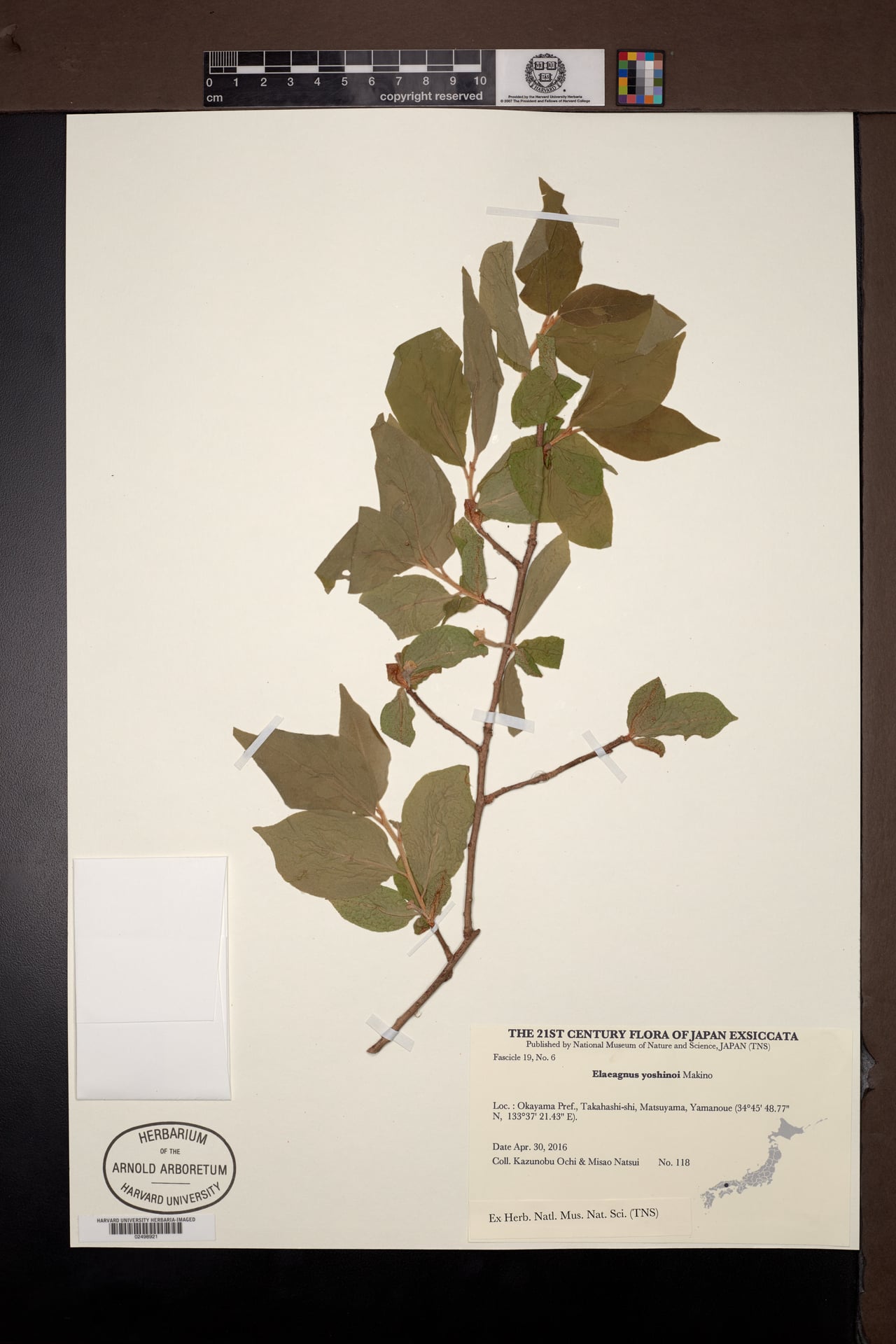 Elaeagnus yoshinoi — photo