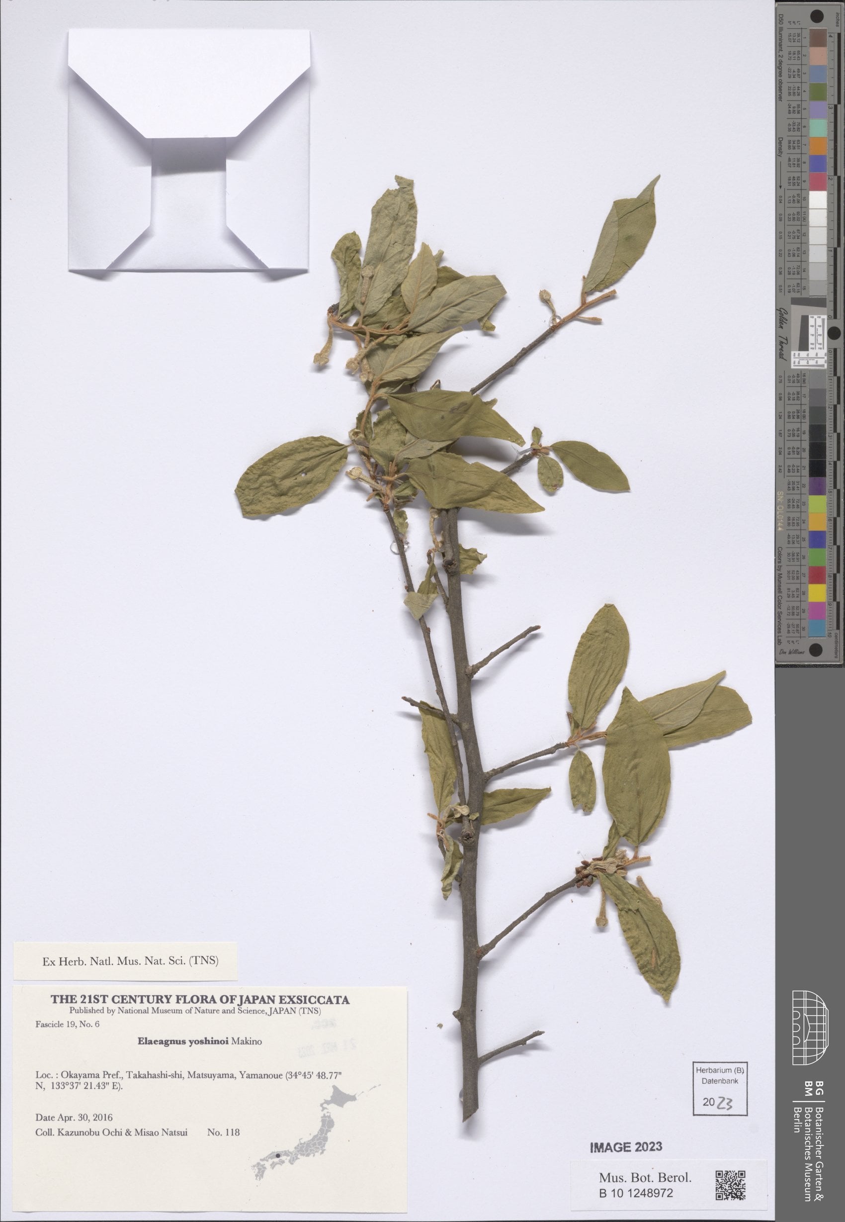 Elaeagnus yoshinoi