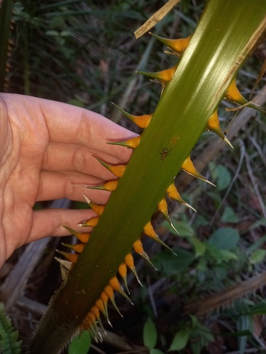 Elaeis guineensis (African Oil palm) — photo