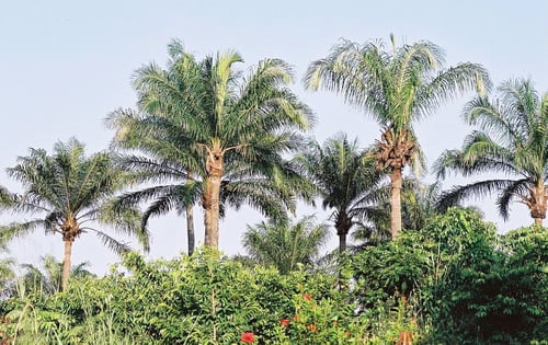 Elaeis guineensis