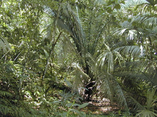 Elaeis oleifera (American oil palm) — photo