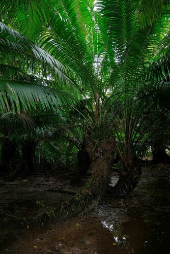 Elaeis oleifera