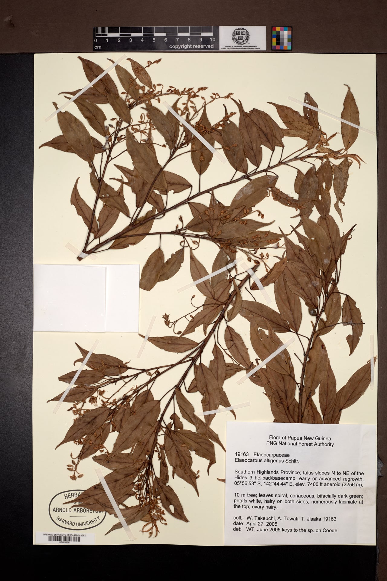 Elaeocarpus altigenus — photo