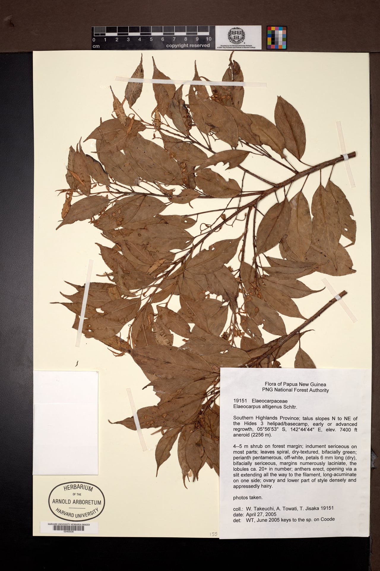Elaeocarpus altigenus — photo
