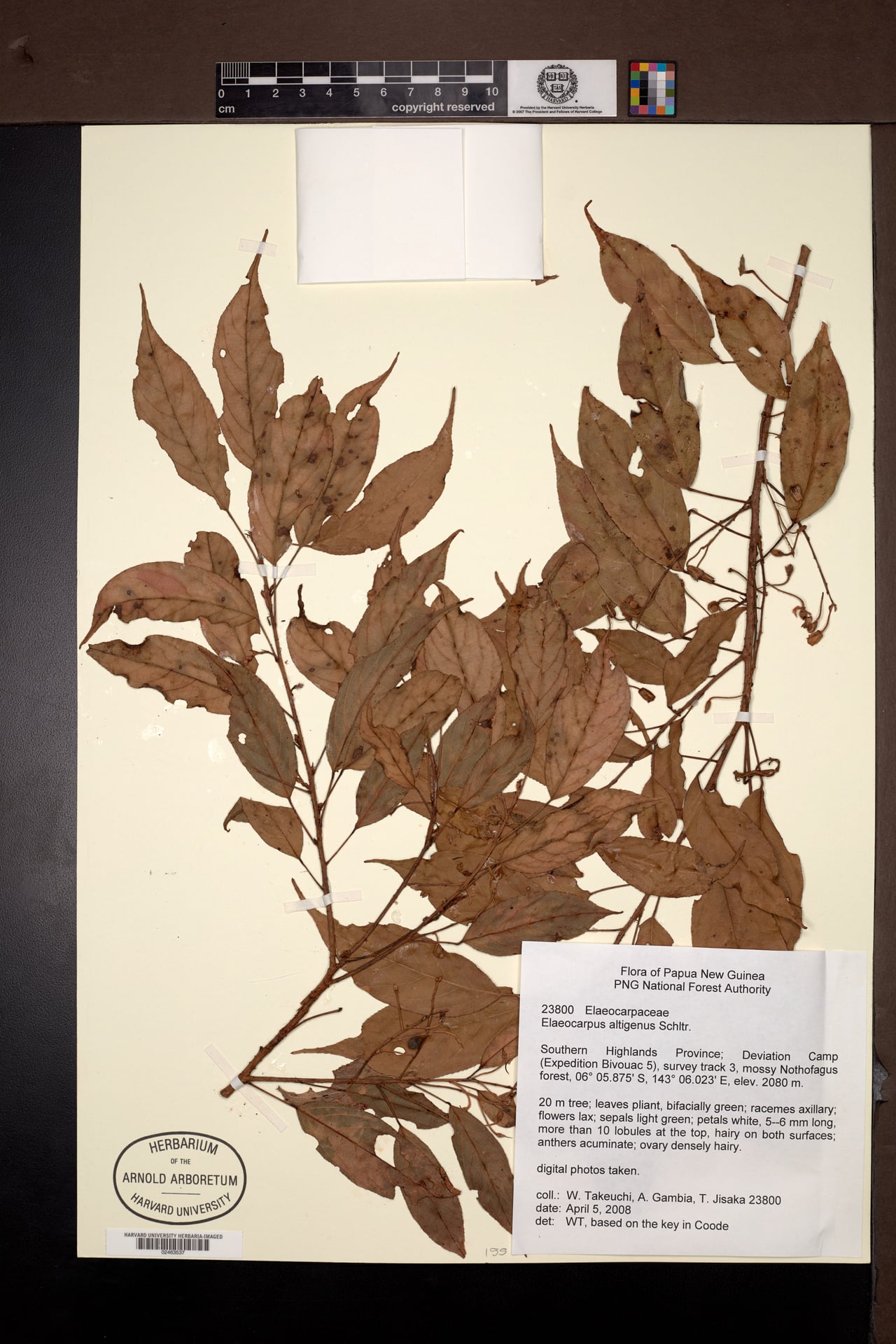 Elaeocarpus altigenus