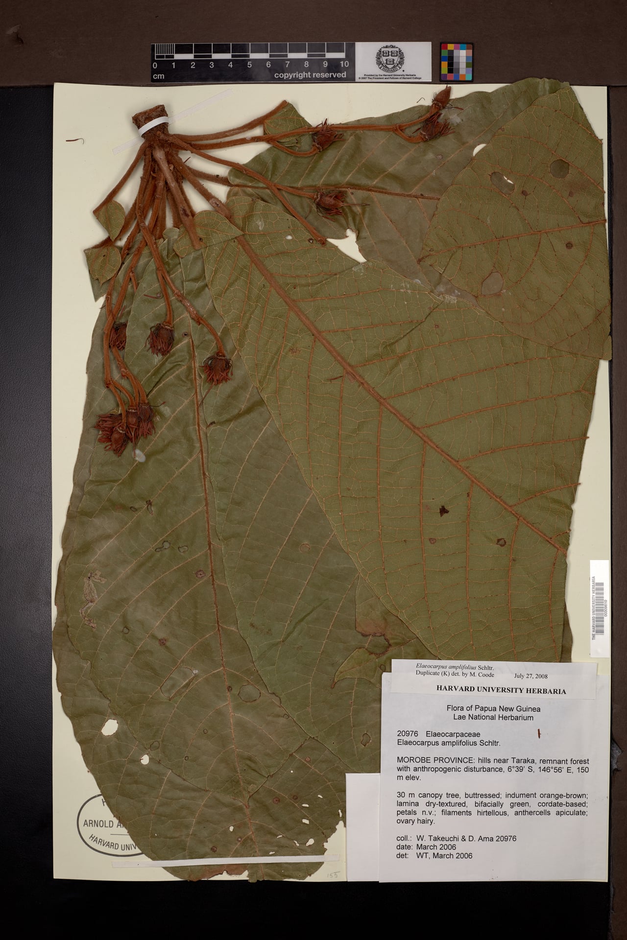 Elaeocarpus amplifolius — photo
