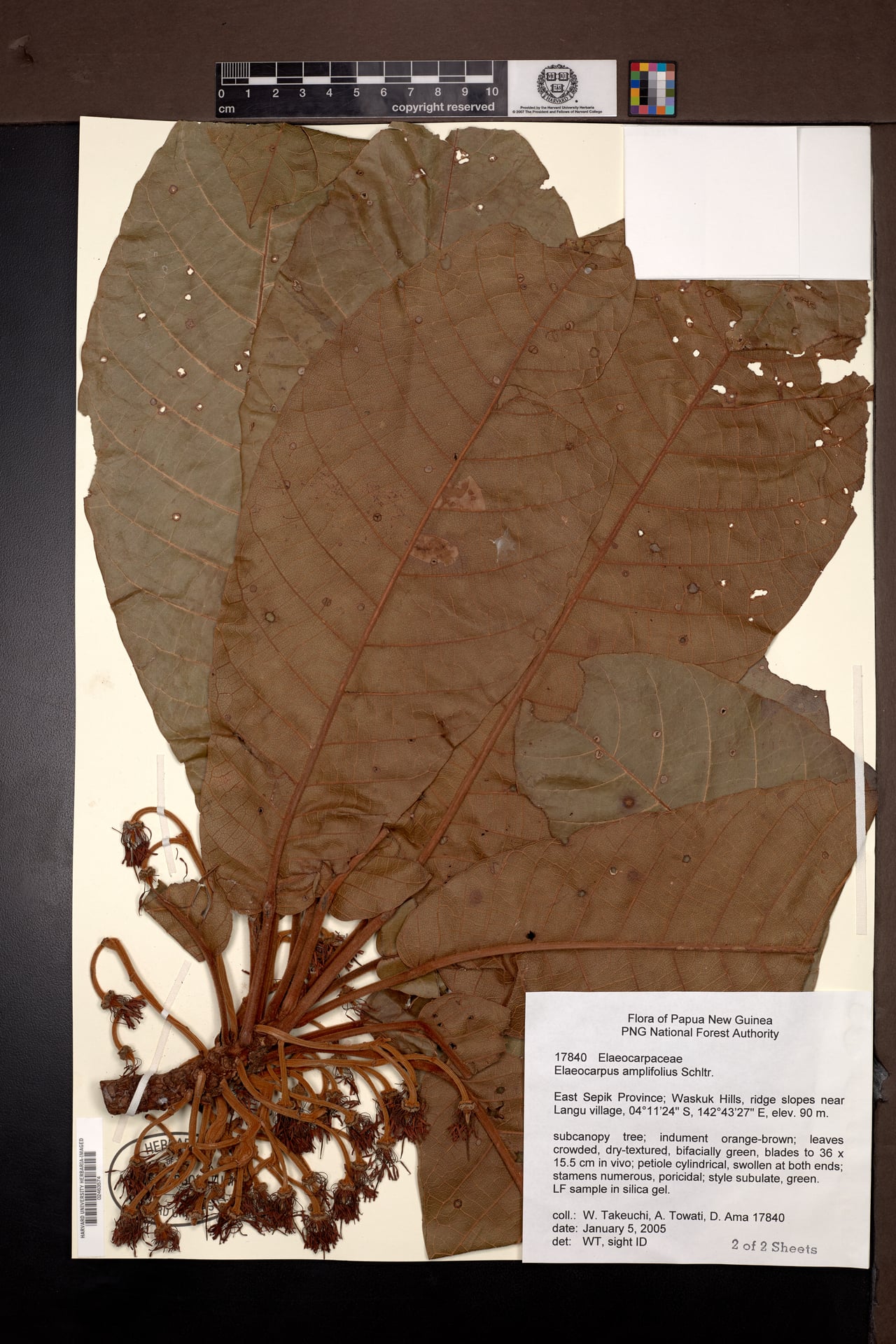 Elaeocarpus amplifolius — photo