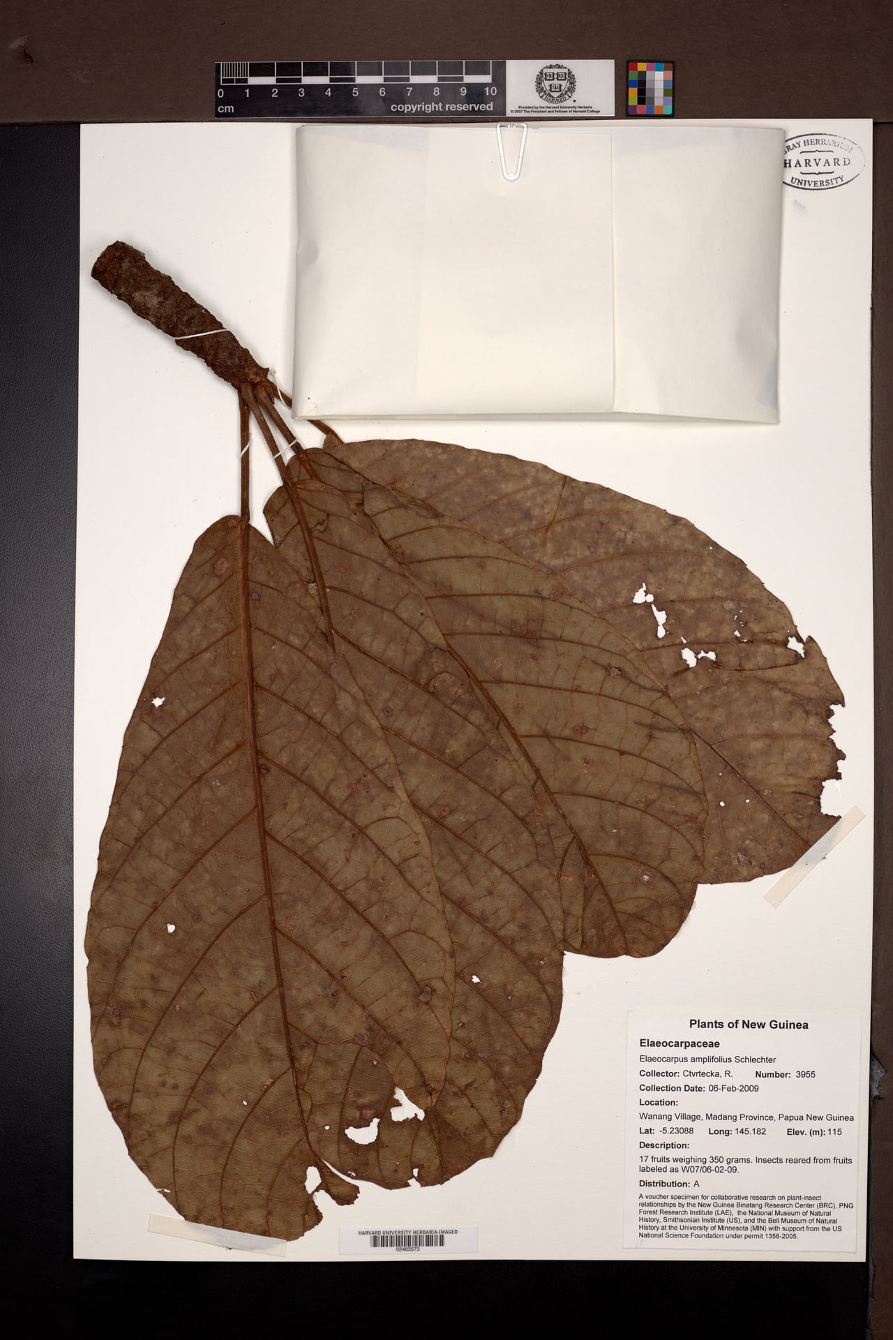 Elaeocarpus amplifolius