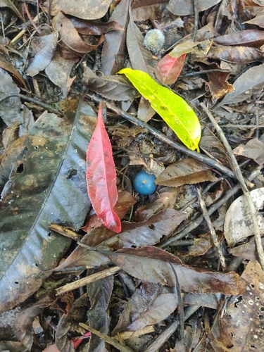 Elaeocarpus angustifolius (Blue quandong) — photo