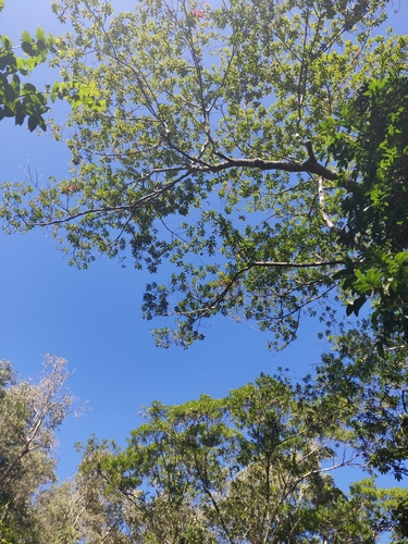 Elaeocarpus angustifolius (Blue quandong) — photo