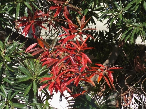 Elaeocarpus angustifolius