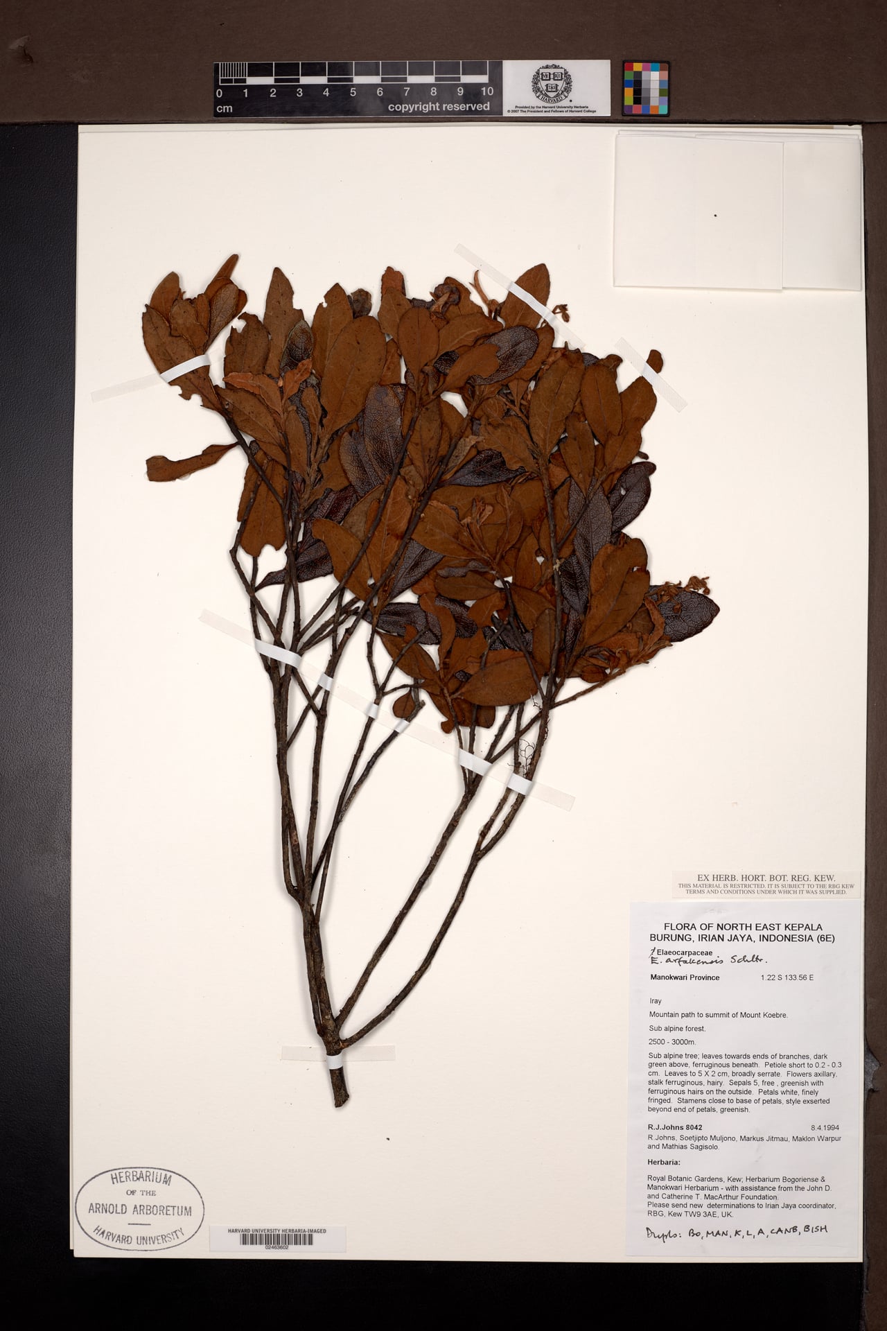 Elaeocarpus arfakensis — photo
