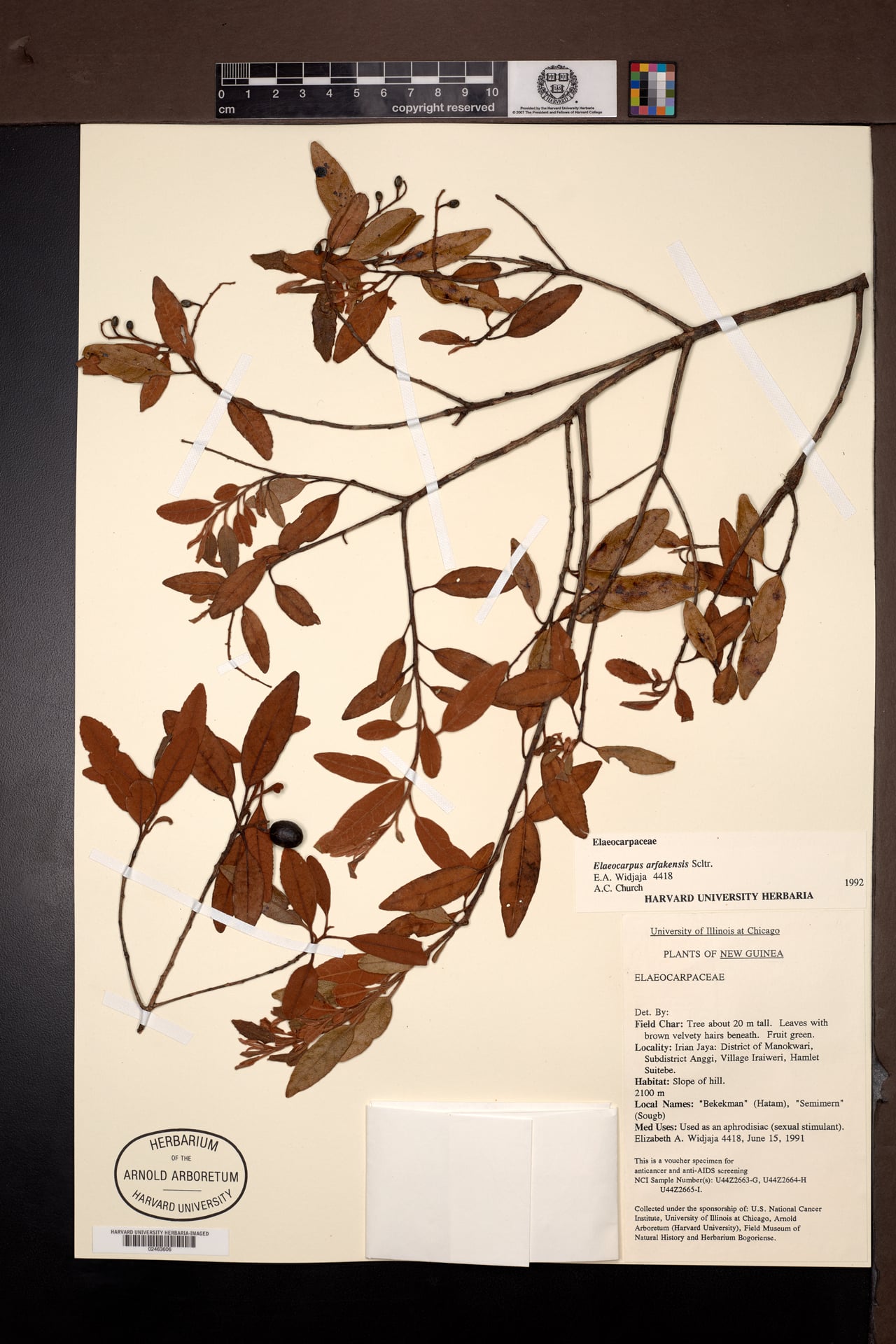 Elaeocarpus arfakensis — photo