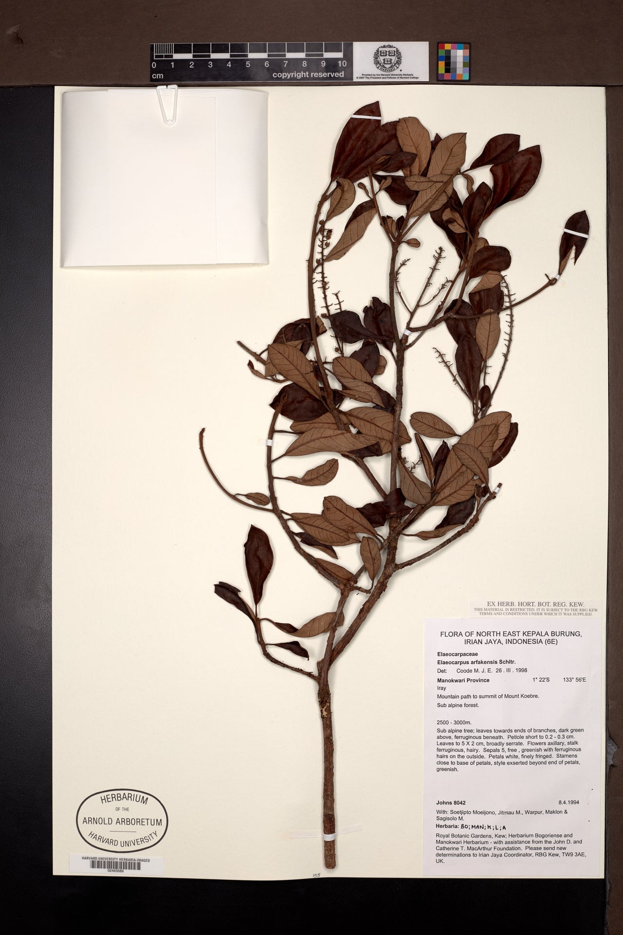 Elaeocarpus arfakensis