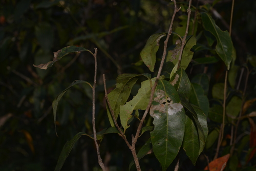 Elaeocarpus arnhemicus (Arnhem Land quandong) — photo