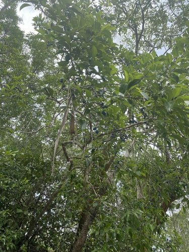 Elaeocarpus arnhemicus