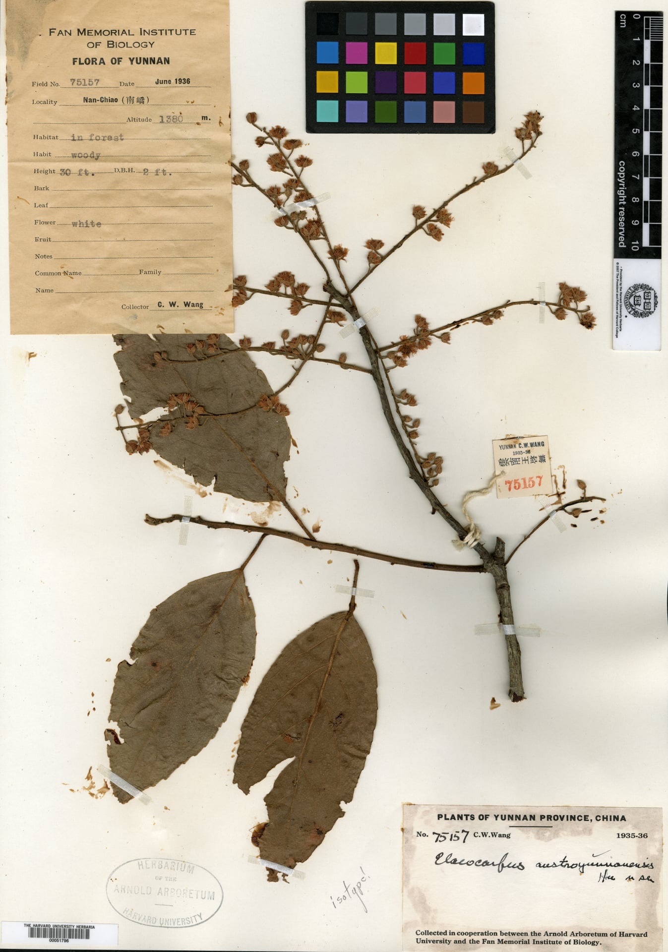 Elaeocarpus austroyunnanensis