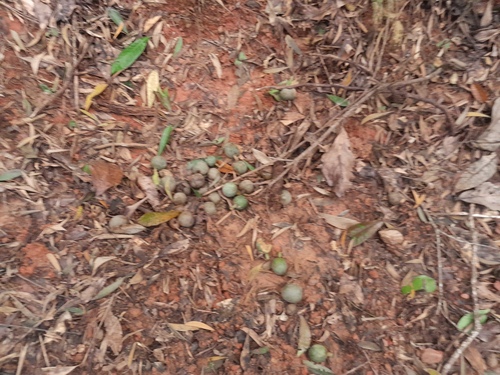 Elaeocarpus bancroftii (Queensland almond) — photo