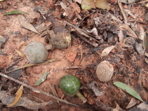 Elaeocarpus bancroftii (Queensland almond) — photo