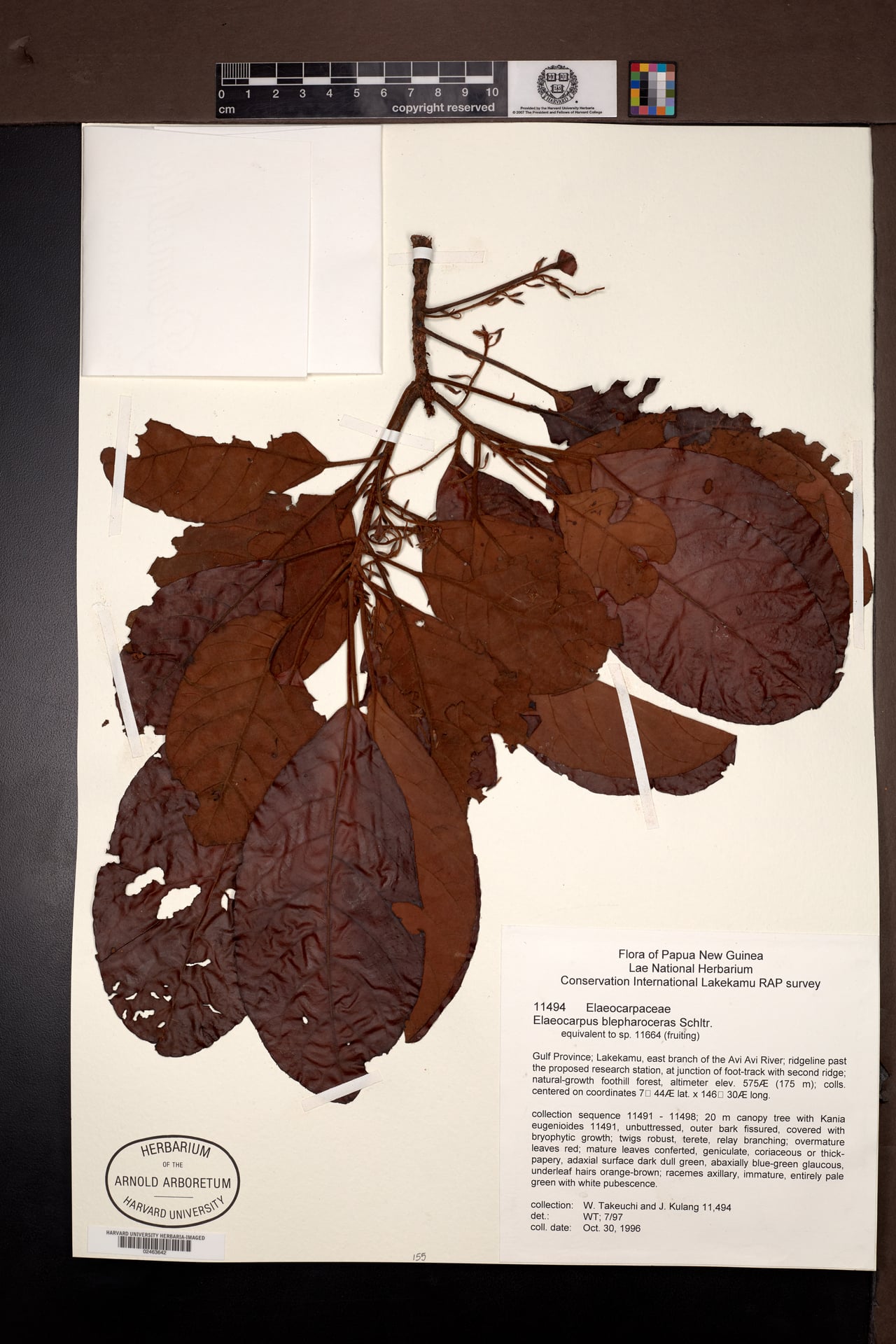 Elaeocarpus blepharoceras — photo