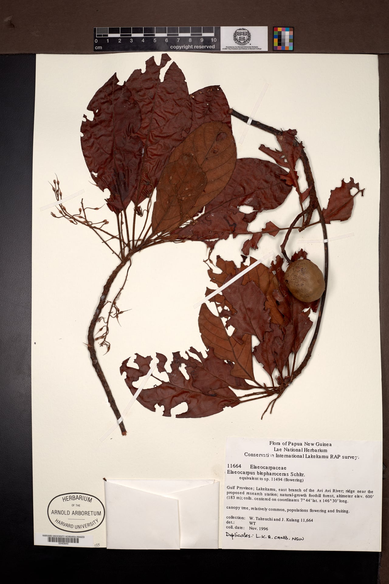 Elaeocarpus blepharoceras — photo