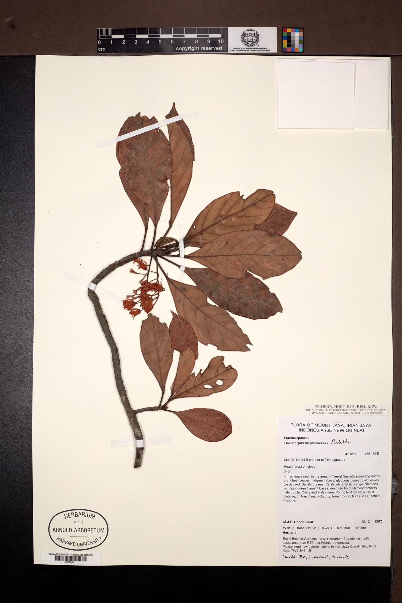 Elaeocarpus blepharoceras