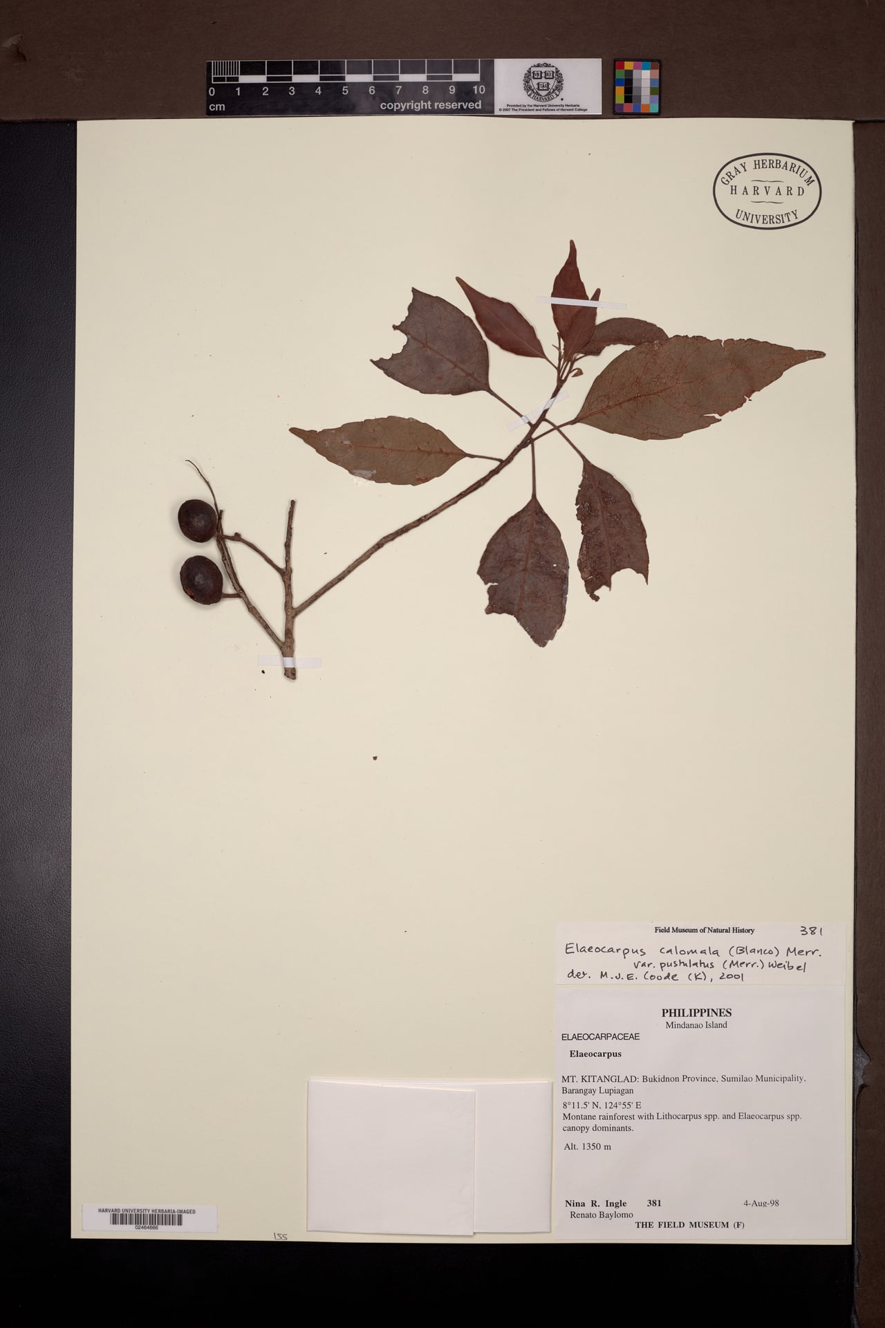 Elaeocarpus calomala (Kalomala) — photo